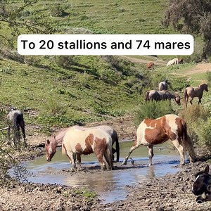 263K views · 10K reactions | Mother and daughter pintos having a splash off in the mud puddle. These horses were rescued after the devastating 2010 roundup at the Calico Mountains. Return to Freedom saved 20 stallions and 74 mares and gave them sanctuary. | Return To Freedom, Wild Horse Conservation | Facebook