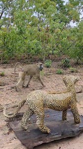 In preparation for next month’s primate release, our dedicated team of handlers have conducted a series of predator avoidance training activities with the Baboon troop as they prepare to take this significant step back into the wild. Since the primates in our care have mostly been rescued from the illegal pet trade, they have missed essential social learning and survival skills opportunities, so predator avoidance training is a key strategy to ensure these baboons have sufficient survival skills