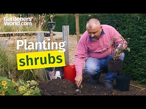 Planting shrubs