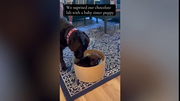 Watch Chocolate Labrador’s Reaction to Her Own Lookalike Puppy: ‘Surprise’