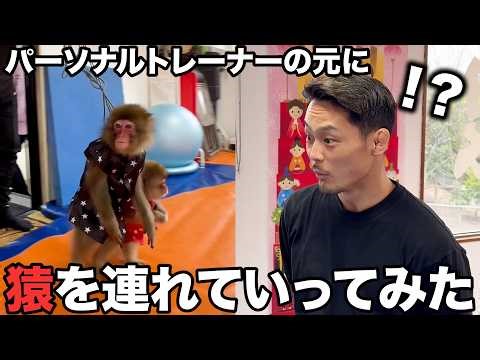 [Prank] If a personal training applicant was a monkey, would Ushiku seriously train him?