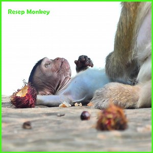 5.3K views · 32 reactions | Sad baby monkey today! careless mom about her baby and she is try pushing her baby out !! | RESEP Monkey | Facebook
