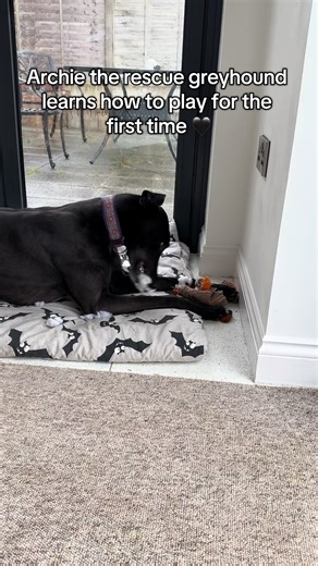Archie the Rescue Greyhound Learns to Play