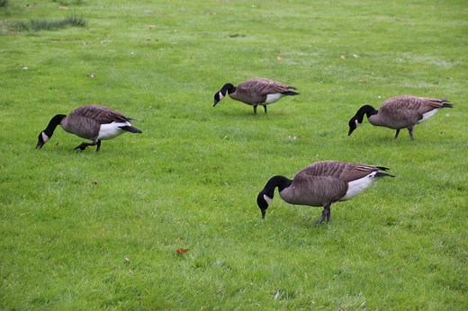 How To Keep Geese Away From Your Yard