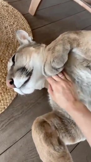 This darling loves to sleep 😴❤️ #animallover #puma #cute #animals