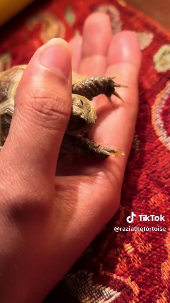 Amazing Tortoise Running with Energy