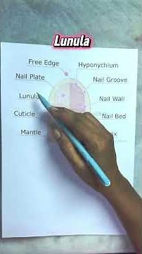 Nail Anatomy 101: Everything You Need to Know | Nail Art Basics for Beginners.
