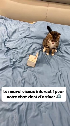 20 reactions | Réveille l’instinct de chasseur de votre chat  Ce petit oiseau interactif s’active au toucher et imite le chant d’un vrai oiseau. De longues heures de jeu, sans aucun ennui !   Sons réalistes et mouvements naturels Stimule l’instinct de chasse ⚡️Rechargeable et sûr pour les chats Offrez-lui des heures de jeu et de bonheur dès aujourd’hui  https://gaiapaw.com/products/plume-oiseau-realiste | Gaiapaw | Facebook