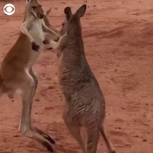 EPIC MATCH: A pair of young kangaroos, Pippin and Teddy, practice their kickboxing skills at a sanctuary in Australia’s Northern Territory. Despite how it may look, the sanctuary said that the pair are actually best friends. | CBS News
