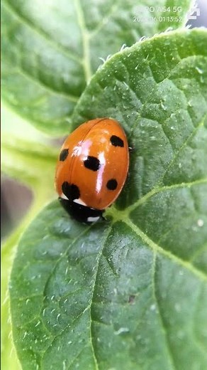 journey insects worldwide wildlife Asian Lady Beetle Harmonia axyridis and 7 spot ladybug pictures