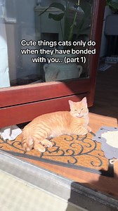 Cute Things Cats Do When Bonded With You (Part 1)