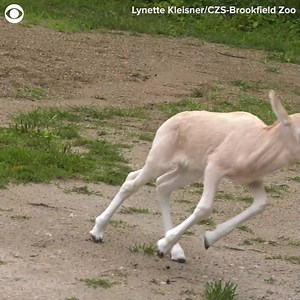 PLAYTIME: A baby addax was seen jumping around alongside its mom in its enclosure at the Brookfield Zoo in Illinois recently. The zoo said the calf was born on August 8 and is the third born at the zoo in a little over a year. The zoo added that the species of African antelope is critically endangered, with estimates of possibly less than 100 left in the wild. MORE HERE: https://trib.al/n73WJ3T | WMBD