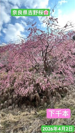 #YoshinoCherryBlossoms #UpperSenbon #MiddleSenbon #LowerSenbon #LatestInformation