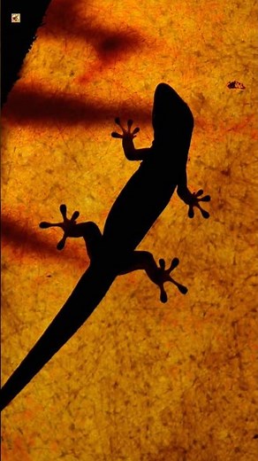 LIZARD - Lizard sounds (Lizard Sound at night)