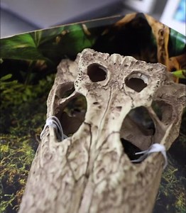 32K views · 68 reactions | We dino about you, but we think this...