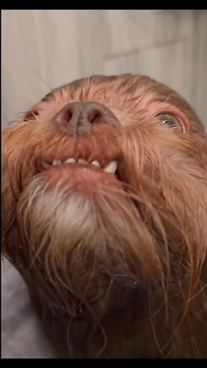 Bath Time, So Fresh & So Clean! 🛁🫧 #shihtzu #toocute #shorts #shihtzulovers #shihtzusofinstagram #beautiful #chocolateshihtzu #livershihtzu #grooming #dog #reelsviralシfb #wash #reelsfbシ | Sharleen’s Paw-fect Shih Tzu Puppies