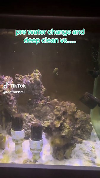 Revitalize Your Reef Tank: Deep Cleaning Tips
