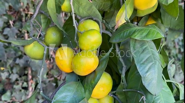 Satsuma mandarins ripening on a tree in a backyard orchard, Los Angeles, Southern California