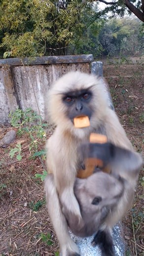 Mother Langur Comes From Tree With Her Baby 😮 | Trusting Human for Food!