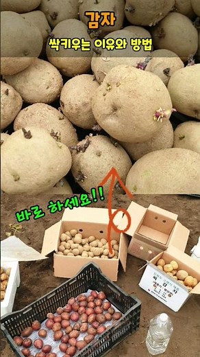 봄감자 심기전 감자싹 키우는 이유와 방법 바로 하세요 #감자심는시기
