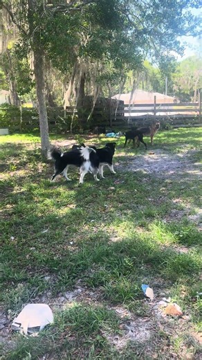 Post lunch on this beautiful, warm Sunday #doglife #dogshorts #rescue