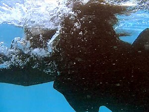 Underwater version : Pool Party Wetlook Celebration of unofficial job offer3