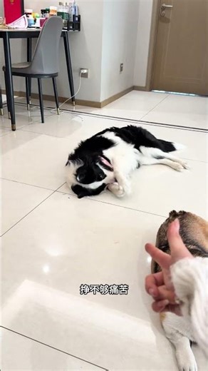 Unleashing the Wild Side: A Corgi vs. Border Collie Showdown