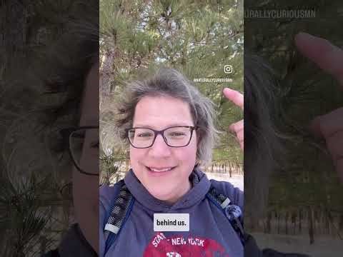 Not All Evergreens Are Pine Trees