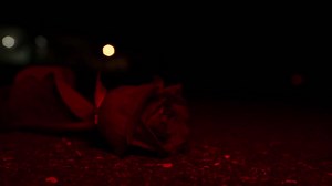 10K views · 831 reactions | Here we go...Album #5 - ‘Roses’ | The Paper Kites | Facebook