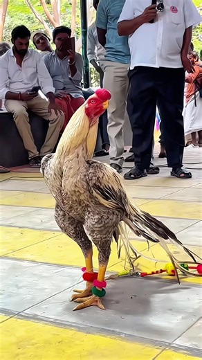 Parrot Beak Fantail Aseel Rooster | Dindigul Exhibition 2026 Highlight | Nayak Aseel Breeds