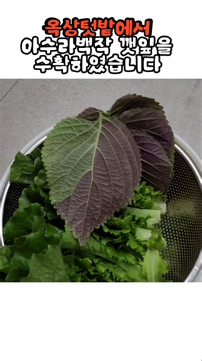 옥상텃밭에서 아수라백작 깻잎을 수확하였습니다