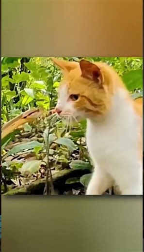 Why Do Cats Win To Snakes