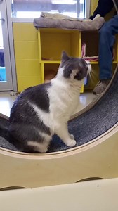 1.3K views | Animal Adoption Foundation on Reels | Facebook