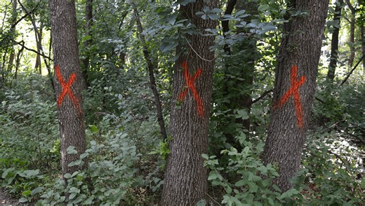 What Do The Markings You Sometimes See On Trees Mean?