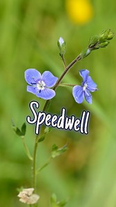 Speedwell: The Tiny Wildflower with Powerful Healing Secrets! 🌸 Speedwell may be small, but this wildflower has been used for centuries as a powerful herbal remedy! Known for its anti-inflammatory and healing properties, Speedwell was traditionally used to treat wounds, coughs, and digestive issues. But did you know it was once considered a symbol of good luck and safe travels? In this short video, discover how to identify Speedwell, its surprising medicinal benefits, and its rich history in he