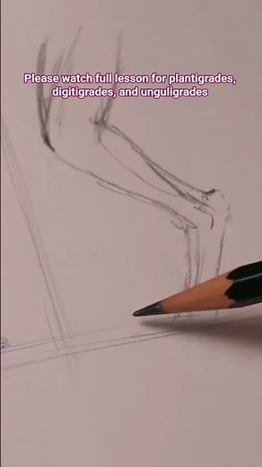 Animal Leg Types EXPLAINED! 🐅 Digitigrade (Part 1 of 3)