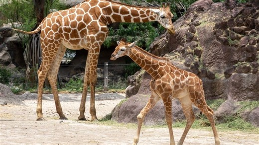 Rocket the space giraffe's new calf debut aligns with book launch at Brownsville zoo