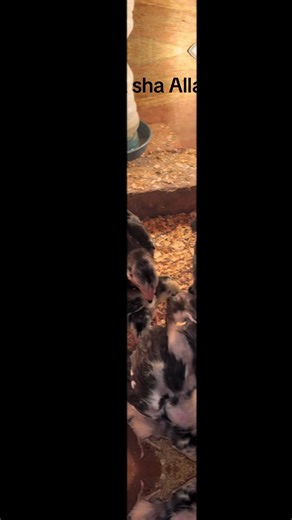 Ma Sha Allah: Quality Shamo Chicks Available for Sale
