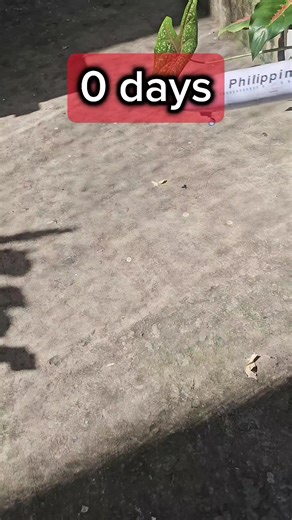 Abandoned PAPER Plane Over Time #papercraft #aviation #airplane #crash #fyp