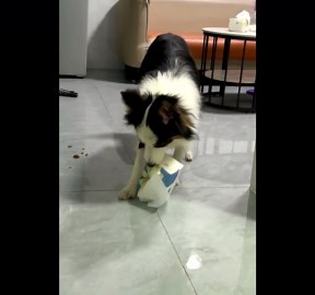 A Smart Border Collie Knows What is Important