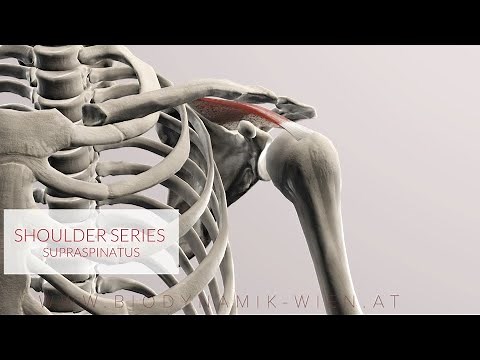 Supraspinatus: Shoulder Series, Part 7 (3D Animation)