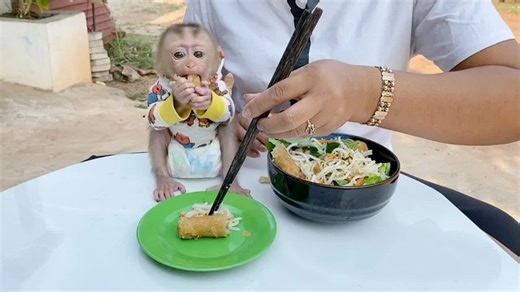 Genius DAM Eating Crispy Spring Roll Sound Delicious | Pigtail Monkey Daily