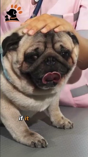 Why Does Your Dog Reverse Sneeze? (It Sounds Scary, But It’s Usually Normal)