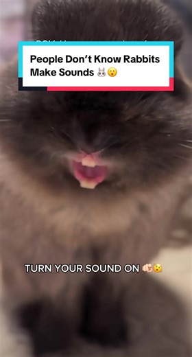 Discover the Surprising Sounds of Rabbits
