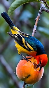 344K views · 13K reactions | Tanagers are tropical fruit lovers with...
