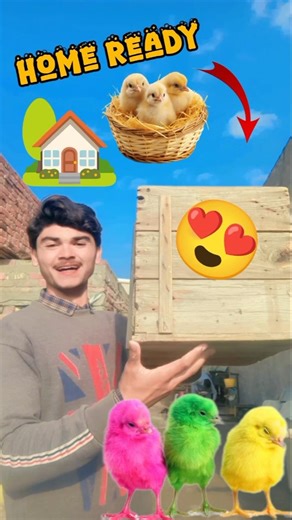 A new home has been built for the chicks. #chicks #newhome #minivlog #shorts