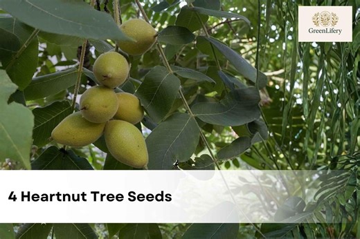 Heartnut Tree Seeds | Juglans Ailantifolia, Ornamental Walnut - Etsy