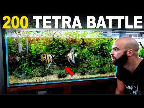 The Battle Of The Angelfish! 4ft 200 Tetra Aquarium