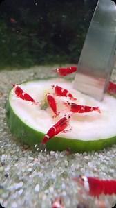 23M views · 10K reactions | ZOOBOX.de on Reels | Facebook