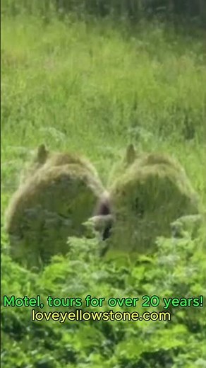 Grizzly Bear Gobbles A Feast Of Berries In Yellowstone! #wildlife #nature